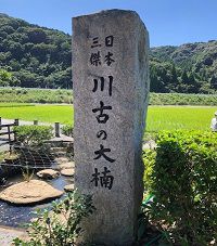 takeo-tree-stone monument